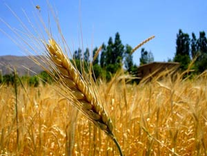 گندمگاران نگران اعلام نرخ خرید تضمینی گندم هستند